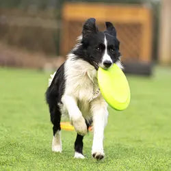 OnlinePetToys™- Disco volador de goma para perros
