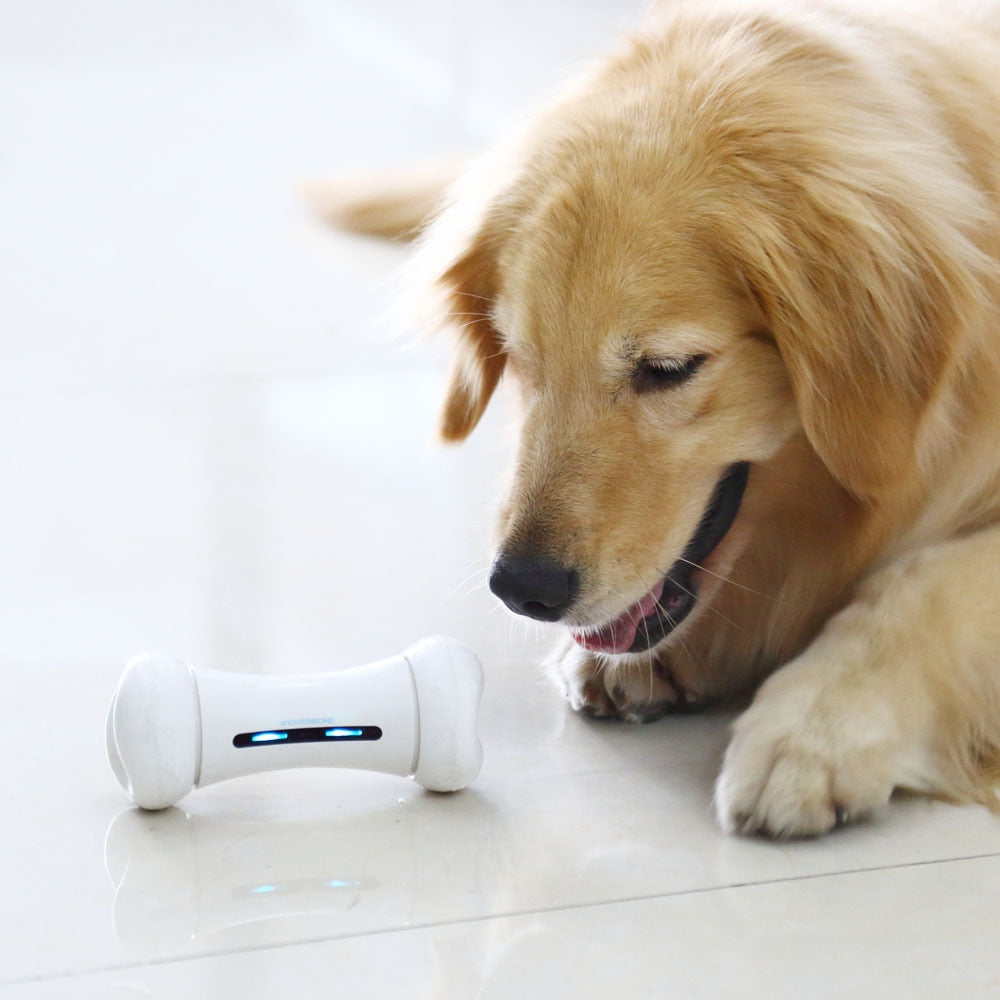 Jouet interactif à induction pour animaux de compagnie